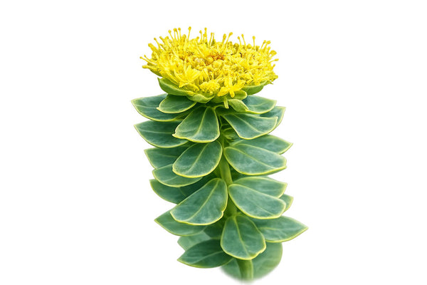 Rhodiola Rosea